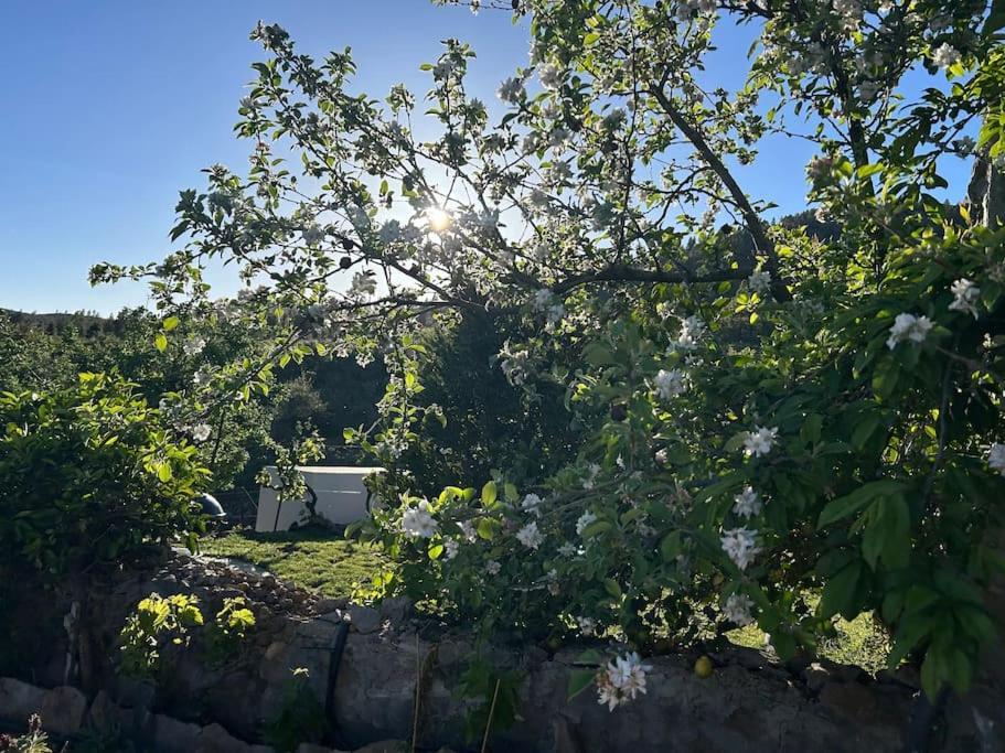 Lilly'S Finca - Romantischter Rueckzugsort - Pool Vilaflor Buitenkant foto